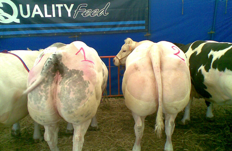 Elevage et Boucherie Léonard - Boeuf Gras Mouscrons 2010